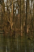 At high water levels... near-natural marshy forest, alluvial forest with alders, poplars, ash trees