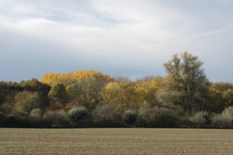 Explosion of colours... Leaves changing colour in the Latumer Bruch (Meerbusch, North