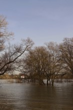 Partially flooded trees standing in water, high water on the Rhine near Düsseldorf, high water
