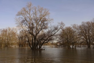 Partially flooded trees standing in water, high water on the Rhine near Düsseldorf, high water