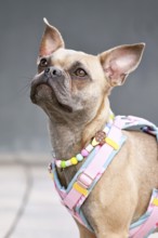 Portrait of French Bulldog with long healthy nose wearing a y-shaped dog harness and necklace in
