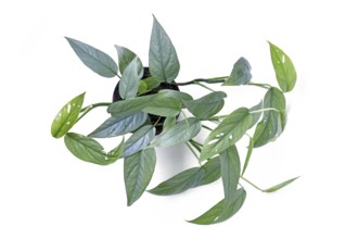 Top view of tropical 'Epipremnum Pinnatum Cebu Blue' houseplant with silver-blue leaves in pot on