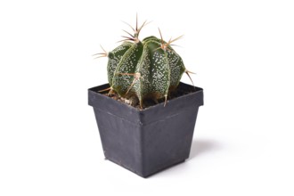 Bishop's Cap 'Astrophytum Ornatum' cactus plant in flower pot on white background