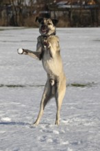 Kangal, anatolian guard dog, pet, jumps after thrown snowball, snowball right in front of the paw,