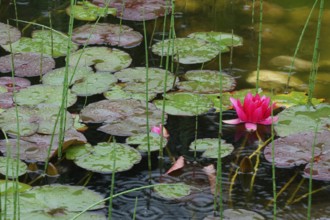 Pond rose (Nuphar) red blossom and green leaves in a garden pond during a rain shower, Allgäu,