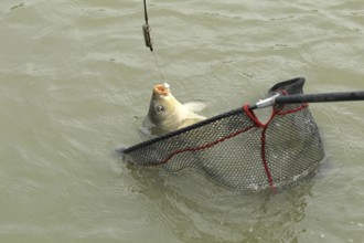 Whitefish (Leuciscinae) in landing net, South Hungary, Hungary, South Hungary, Hungary