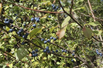 Blackthorn (Prunus spinosa) also known as sloe, ripe, dark blue fruit on a shrub at the edge of a