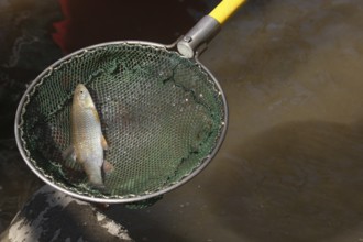 Fishing with current, stunned white fish in landing net, Stadtbach Mindelheim, Allgäu, Bavaria,