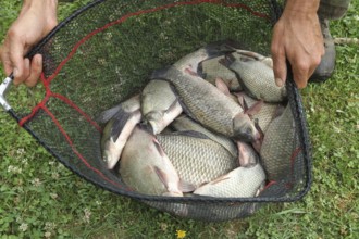 Whitefish (Leuciscinae) in landing net, Southern Hungary, Hungary, Southern Hungary, Hungary
