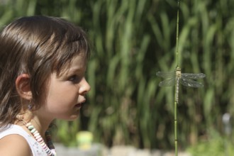 Girl, toddler looking at freshly hatched Southern Hawker (Aeshna cyanea) dragonfly at a garden