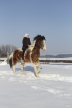 Girl riding a Crilollo gelding bareback in the snow, Allgäu, Bavaria, Germany, Allgäu, Bavaria,