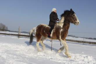 Girl riding a Crilollo gelding bareback in the snow, Allgäu, Bavaria, Germany, Allgäu, Bavaria,