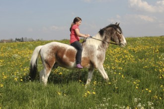 Girl riding a Crilollo gelding without saddle in a dandelion meadow (Taraxacum) Allgäu, Bavaria,