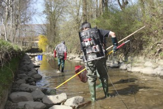 Fishermen, anglers fishing with current in the town stream of Mindelheim, fish counting and species