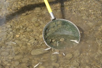 Fishing with current, collecting the stunned fish with landing net, town stream in Mindelheim,