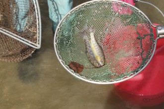 Fishing with current, stunned brown trout (Salmo trutta fario) in landing net, town stream in