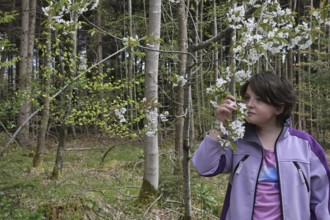 Girl smelling the blossoms of the wild cherry (Prunus avium) Child in nature, love of nature,