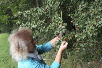 Hawthorn (Crataegus) woman picking ripe, red fruits at the edge of a forest, Allgäu, Bavaria,