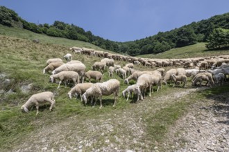 Flock of sheep (Ovis gmelini), Ferrara di Monte Baldo, Italy