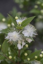 Myrtle (Myrtus communis), Malcesine, Italy