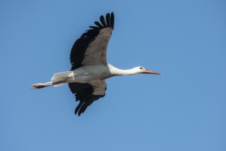 White stork (Ciconia ciconia), Memmingen, Bavaria, Germany