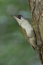 Everything under control... Green woodpecker (Picus viridis) sitting on a tree trunk in typical