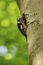 More appearance than reality... Middle Spotted Woodpecker (Leiopicus medius) at an old beech tree,