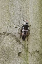 Delusions of grandeur... Middle spotted woodpecker (Leiopicus medius) on the trunk of an old copper