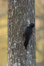 With the first light... Black woodpecker (Dryocopus martius) foraging on a tree trunk, adult female