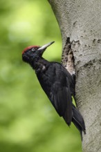 Ants in the feathers... Black woodpecker (Dryocopus martius), adult male, returning to his breeding