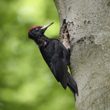 Ants in the feathers... Black woodpecker (Dryocopus martius), adult male, returning to his breeding
