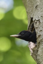 Widely developed... Black woodpecker (Dryocopus martius), young male black woodpecker stretches his