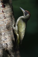 Play of light in the forest... Green woodpecker (Picus viridis) on the trunk of a cherry tree, in