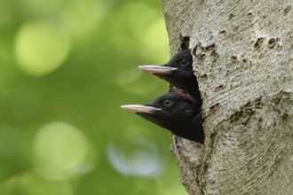 Double-decker... Black woodpecker (Dryocopus martius), juvenile, young black woodpeckers, male