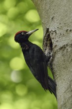 Black woodpecker (Dryocopus martius), adult male, at his breeding cavity in an old beech tree in