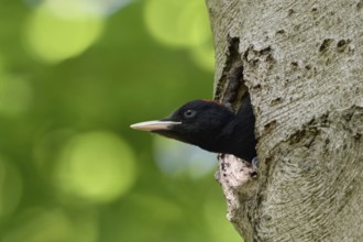 Widely developed... Black woodpecker (Dryocopus martius), young male black woodpecker stretches his