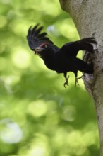 Black woodpecker (Dryocopus martius), adult male in flight, leaves its breeding cavity in an old