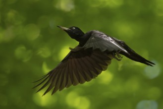 Black woodpecker (Dryocopus martius) adult female in flight through the forest, flying woodpecker,