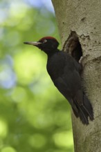 Looking back... Black woodpecker (Dryocopus martius), adult male at his breeding den in an old