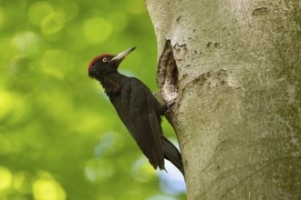 In the sunshine... Black woodpecker (Dryocopus martius) under the canopy of beech trees, adult