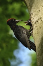 Black woodpecker (Dryocopus martius), adult male, at his breeding den in an old beech tree feeding