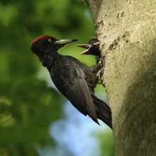 Black woodpecker (Dryocopus martius), adult male, at his breeding den in an old beech tree feeding