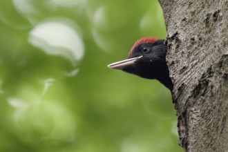 Well developed... Black woodpecker (Dryocopus martius), young male black woodpecker looking out of