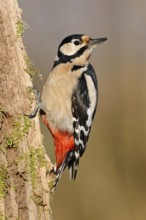 In typical woodpecker style... Great spotted woodpecker (Dendrocopos major), adult bird perched on