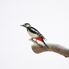 Minimalistic... Great spotted woodpecker (Dendrocopos major), female in winter with snow, wildlife,