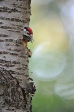 Young bird in front of the flight... Great spotted woodpecker (Dendrocopos major), young, almost