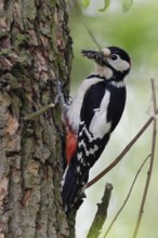 Full beak... Great spotted woodpecker (Dendrocopos major) foraging for its offspring, collecting