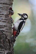 Woodpecker feeding... Great spotted woodpecker (Dendrocopos major), female great spotted woodpecker