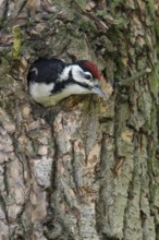 Immediately in front of the first flight... Great spotted woodpecker (Dendrocopos major), young