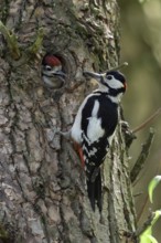 Father and son... Great spotted woodpecker (Dendrocopos major), almost fledged woodpecker young